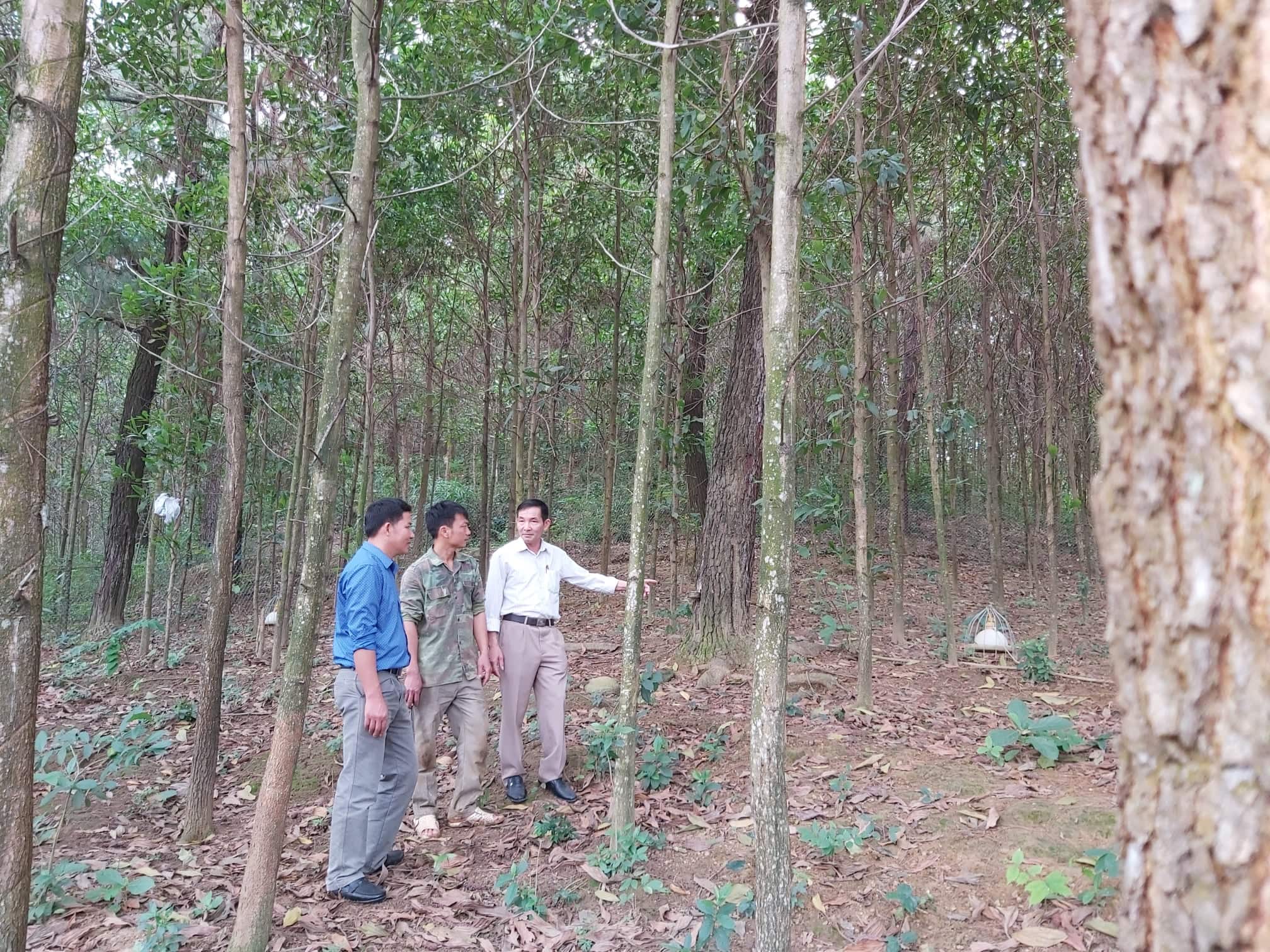 Nâng cao hiệu quả kinh tế cho người trồng rừng theo hướng phát triển lâm  nghiệp bền vững