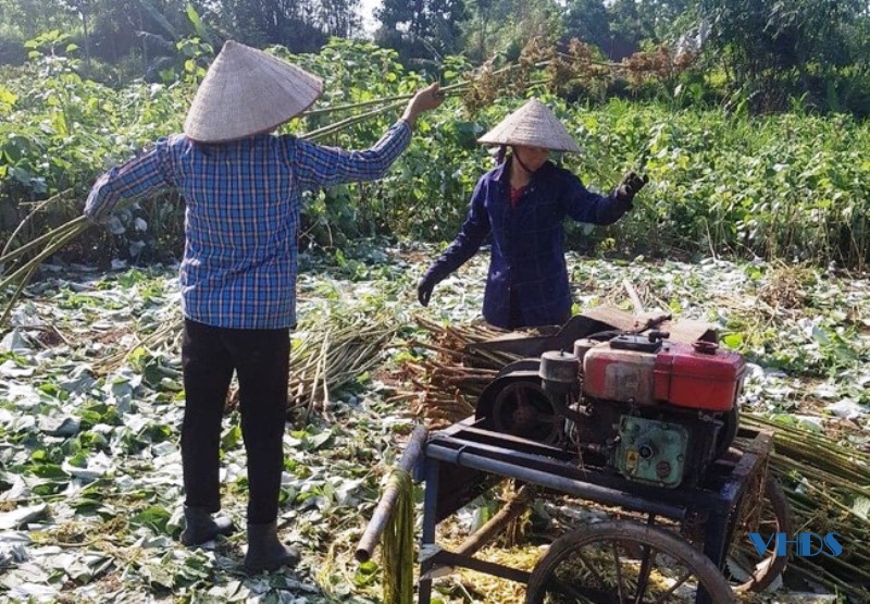 Người tiên phong đưa cây gai xanh lên vùng đất Cán Khê - Trang ...