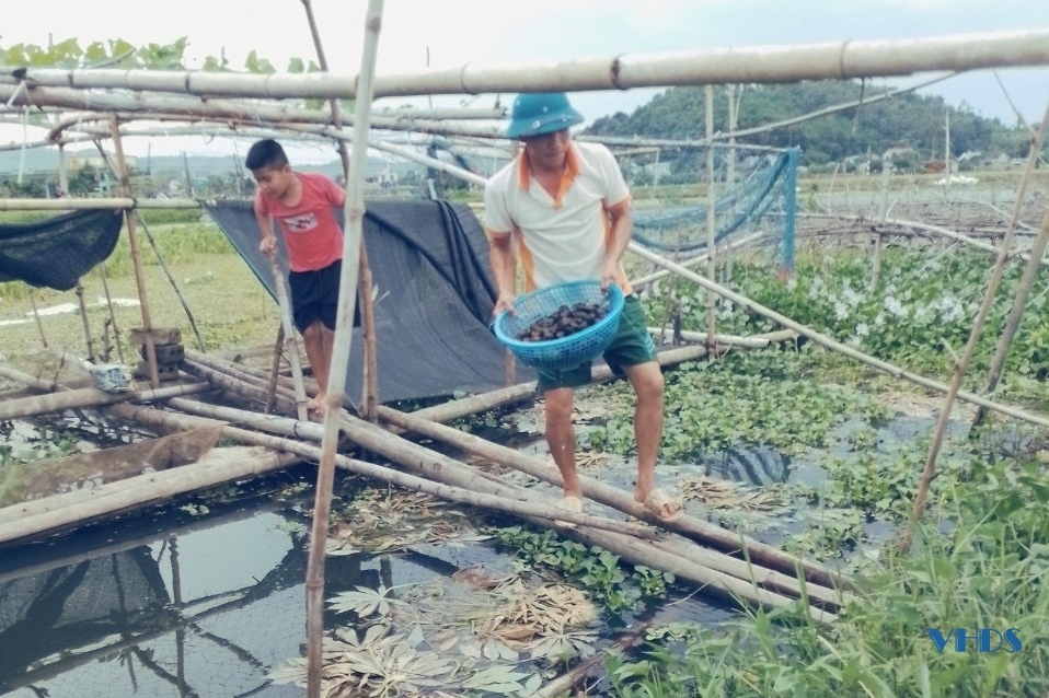 Chi tiết 68 về mô hình nuôi ốc nhồi ở thanh hóa mới nhất  Tin học Đông Hòa